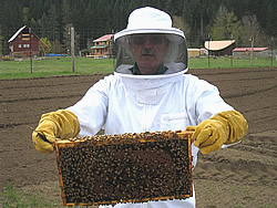 Our Bees